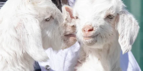 Doğal yaşam parkı’nda yavru heyecanı haberi