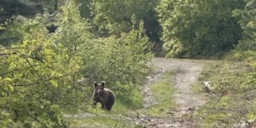 Düzce Kaynaşlı’da piknik yapanların sürpriz misafiri! haberi