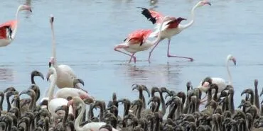 Flamingoların büyüleyici dünyası Bornova’da haberi