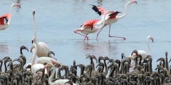 Flamingoların büyüleyici dünyası Bornova’da haberi