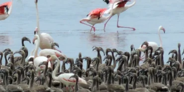 Flamingoların büyüleyici dünyası Bornova’da haberi