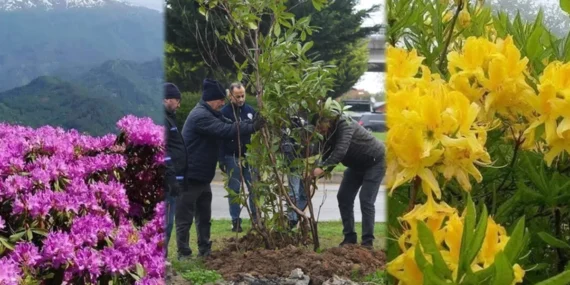 Giresun mor ve sarı güllerle donatılıyor haberi