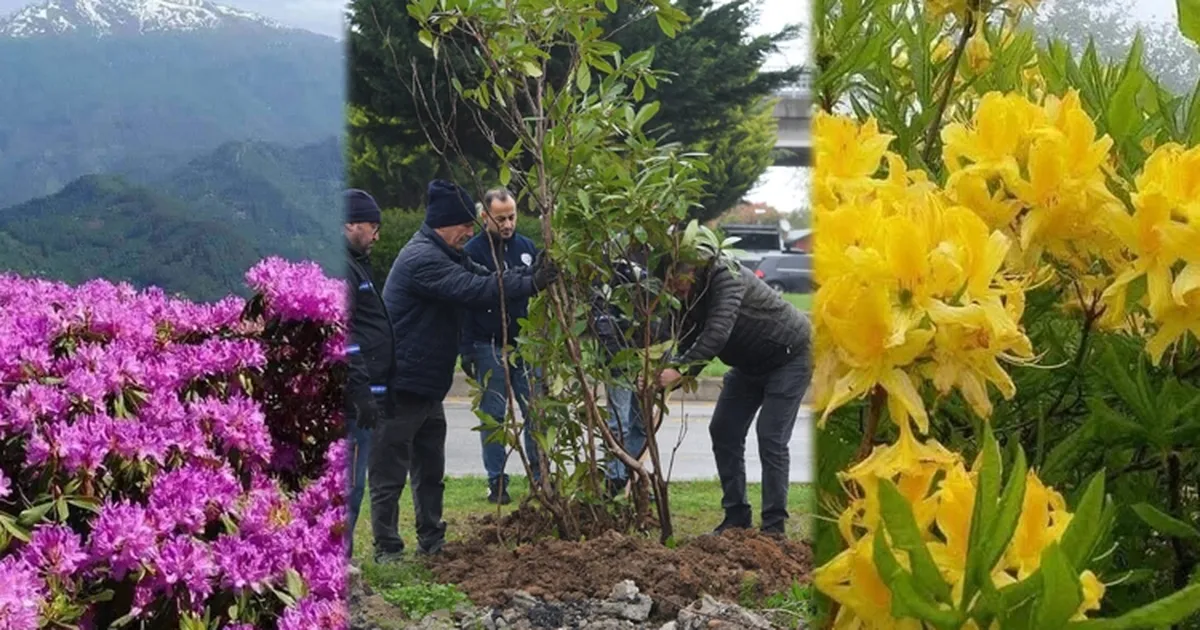 Giresun mor ve sarı güllerle donatılıyor haberi