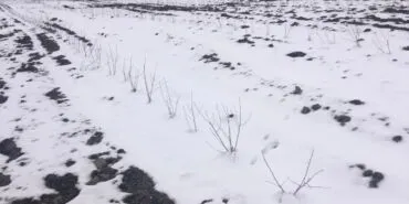 İklim dengesizliğine yeni umut! Aronya -40'a direnç gösteriyor! haberi