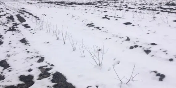 İklim dengesizliğine yeni umut! Aronya -40'a direnç gösteriyor! haberi