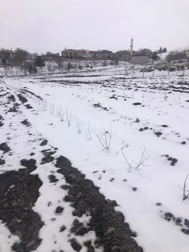 İklim dengesizliğine yeni umut! Aronya -40'a direnç gösteriyor! haberi
