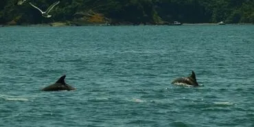 İstanbul Boğazı yunus gözlem etkinlikleri başlıyor haberi
