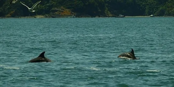 İstanbul Boğazı yunus gözlem etkinlikleri başlıyor haberi