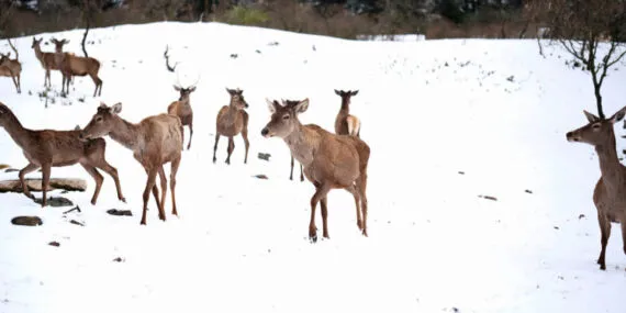 Karda çaresin kalan hayvanlara yardım eli haberi