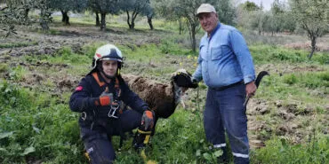 Kuyuya düşen koyunu itfaiye kurtardı haberi
