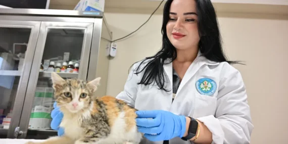Manisa'da kısırlaştırılan kedi sayısı 3 bini geçti haberi