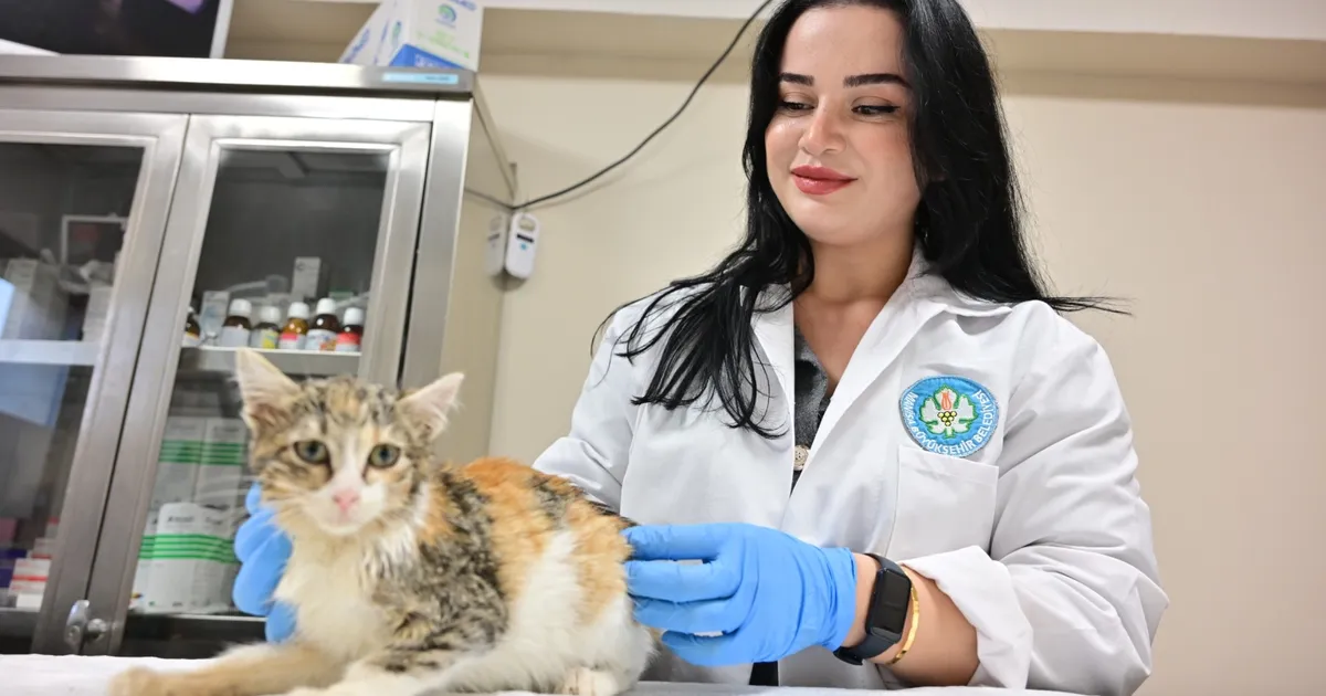 Manisa'da kısırlaştırılan kedi sayısı 3 bini geçti haberi