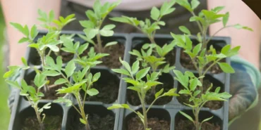 Milas'ın ata tohumları yaygınlaştırılacak