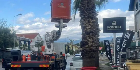 Muğla’da ağaçlara gençlik aşısı haberi
