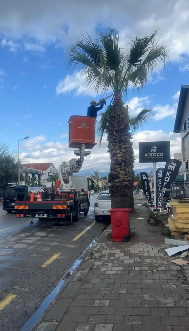 Muğla’da ağaçlara gençlik aşısı haberi