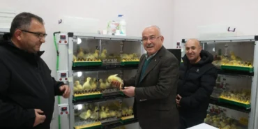 Ordu'da kaz yetiştiriciliği artıyor haberi