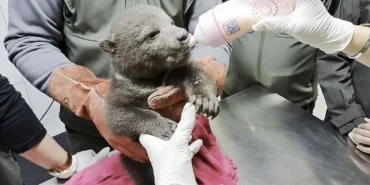 Orman işçilerinin bulduğu yavru ayı "Bulut"a özel bakım haberi