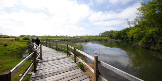 Sakarya Acarlar Longozu günlük bin 500 ziyaretçiyi ağırladı haberi