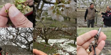 TBMM 'zirai don zararları'nı araştıracak haberi