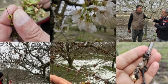 TBMM 'zirai don zararları'nı araştıracak haberi