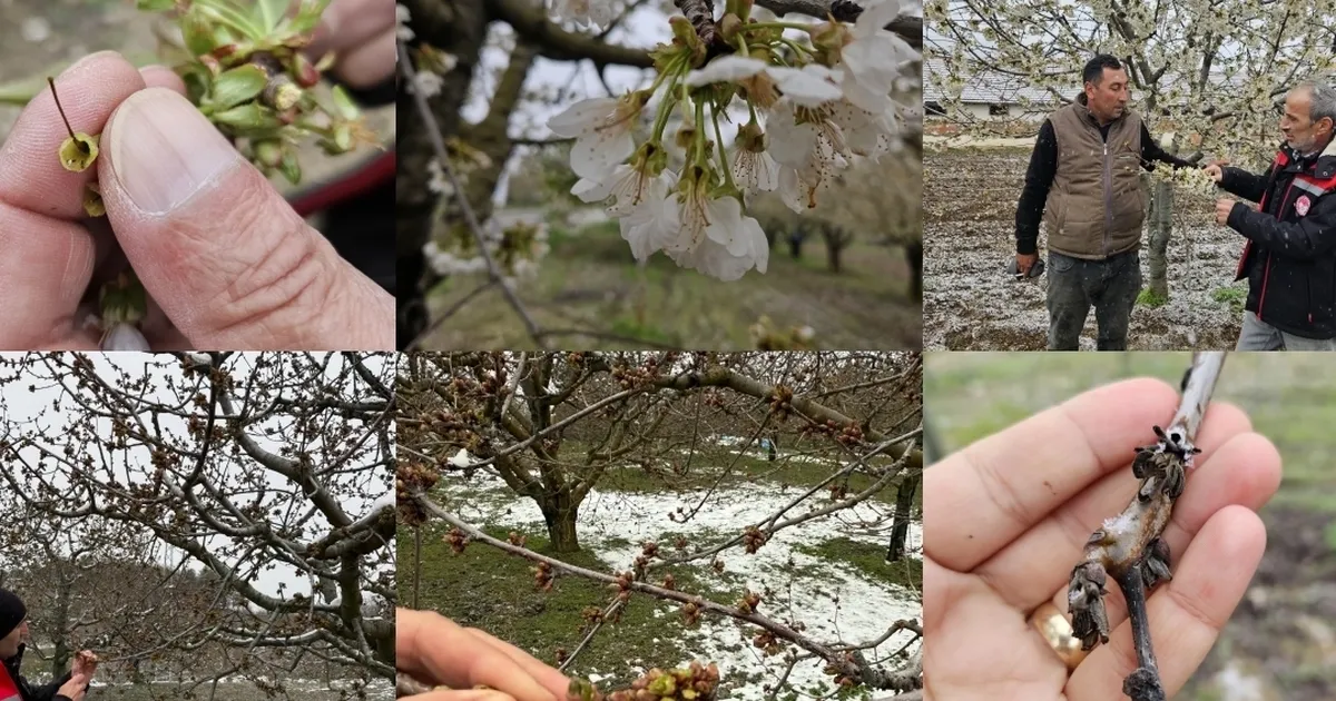 TBMM 'zirai don zararları'nı araştıracak haberi