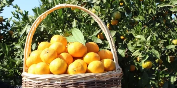 Tarım ÜFE'de en yüksek artış turunçgillerde… Turunçgiller 'Tarım'ın gözdesi haberi
