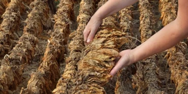 Tütün sektörü 2025 yılında 80 bin ton üretim hedefi koydu haberi