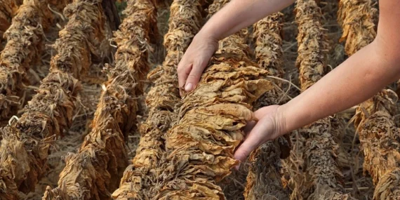 Tütün sektörü 2025 yılında 80 bin ton üretim hedefi koydu haberi