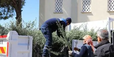 Urla’da zeytin seferberliği 20 mahalleye fidan desteği haberi