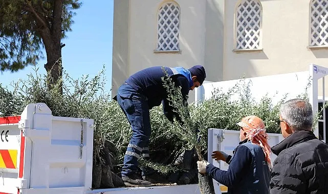 Urla’da zeytin seferberliği 20 mahalleye fidan desteği haberi