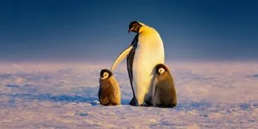 ‘Penguenlerin Gizemli Dünyası’ Art Arda 3 Bölümüyle 22 Nisan Salı Günü 20.00’de National Geographic WILD Ekranlarına Geliyor haberi