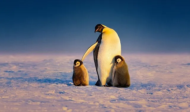 ‘Penguenlerin Gizemli Dünyası’ Art Arda 3 Bölümüyle 22 Nisan Salı Günü 20.00’de National Geographic WILD Ekranlarına Geliyor haberi