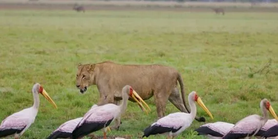 ‘Yırtıcıların Geri Dönüşü’   27 Nisan Pazar Günü 20.00’de   National Geographic WILD Ekranlarında! haberi