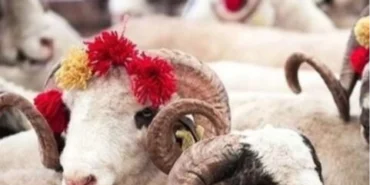 2025 Kurban Hizmetleri Tebliği yayımlandı haberi