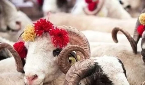 2025 Kurban Hizmetleri Tebliği yayımlandı haberi