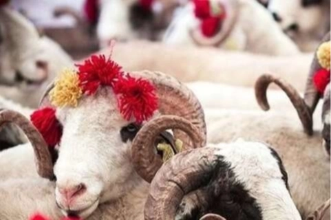 2025 Kurban Hizmetleri Tebliği yayımlandı haberi