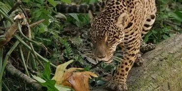 Jaguar: Guyana’nın Orman Ustası’, 3 Mayıs Cumartesi Günü 20.00’de National Geographic WILD Ekranlarında! haberi
