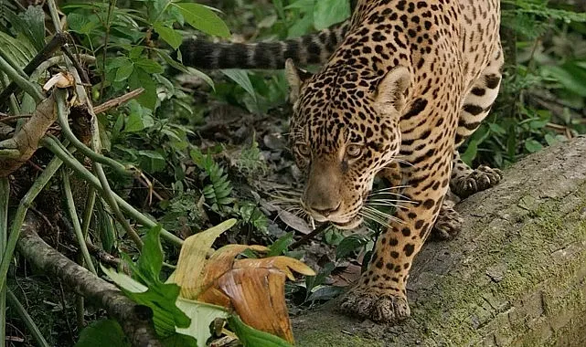 Jaguar: Guyana’nın Orman Ustası’, 3 Mayıs Cumartesi Günü 20.00’de National Geographic WILD Ekranlarında! haberi