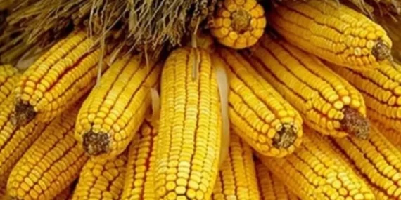 Mısır ithalatında yeni dönem… 1 milyon ton için Gümrük Vergisi sıfırlandı haberi