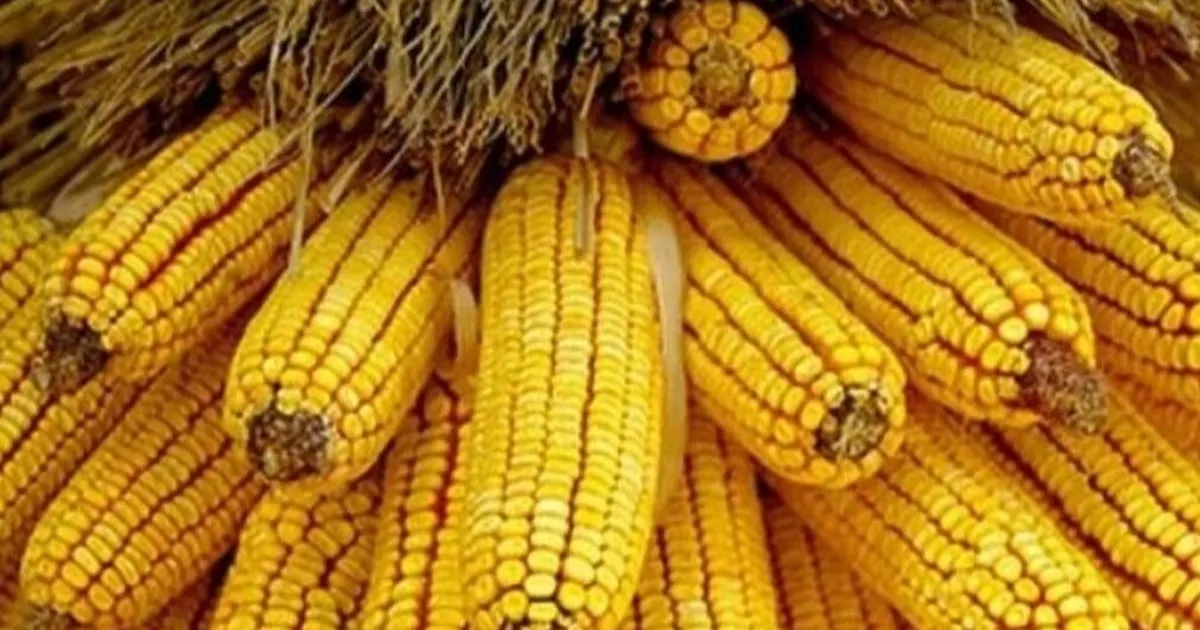 Mısır ithalatında yeni dönem... 1 milyon ton için Gümrük Vergisi sıfırlandı haberi
