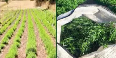 Bayburt Tarhunu Tescillendi, Yöresel Lezzet Artık Coğrafi İşaretli Haberi