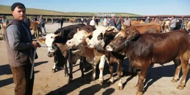 Bayburt'ta Kurban Bayramı Hazırlıkları Tamam, Kurban Kesim Yerleri Açıklandı! Haberi