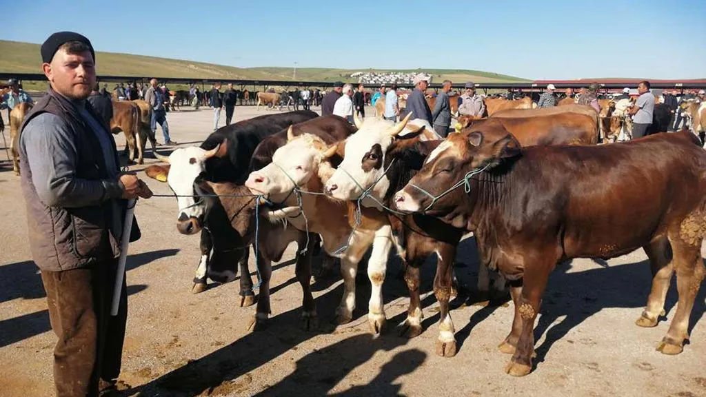 Bayburt'ta Kurban Bayramı Hazırlıkları Tamam, Kurban Kesim Yerleri Açıklandı! Haberi