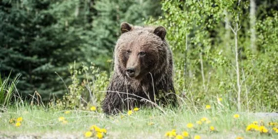 Bayburt’ta Şok Eden Olay! Aç Boz Ayı Cami Bastı, Ortalığı Kırdı Geçirdi Haberi
