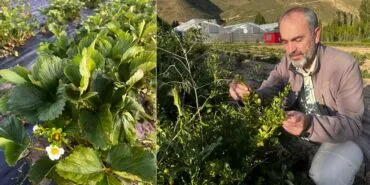 Bayburt Üniversitesi Bal Yemişi ve Çilek Hasadını Tamamladı