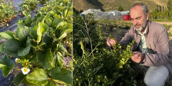 Bayburt Üniversitesi Bal Yemişi ve Çilek Hasadını Tamamladı
