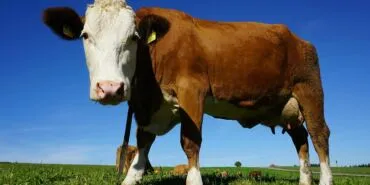 Bayburt'ta Şap Alarmı! Hayvan Pazarları Kapatıldı, Giriş-Çıkış Yasak!