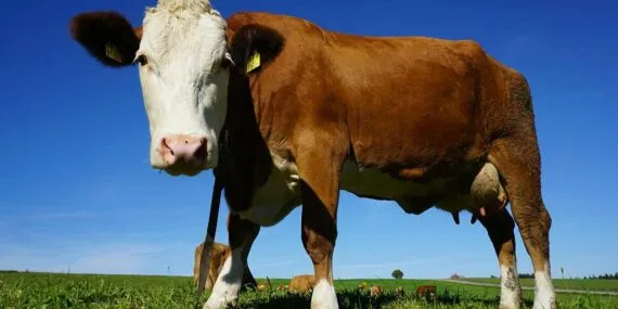 Bayburt’ta Şap Alarmı! Hayvan Pazarları Kapatıldı, Giriş-Çıkış Yasak!