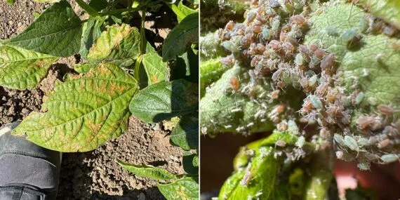 Aydıntepe’de Meyve Ağacı Hastalıklarına Karşı Önlemler Alındı