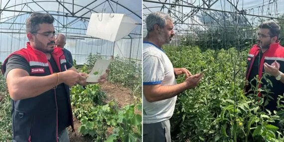 Bayburt Aydıntepe’de Akdeniz Meyve Sineğiyle Biyoteknik Mücadele Başladı